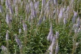Tubular, pale purple flowers form dense spikes atop the stems. De Kleine Plantage