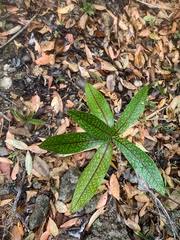 Image result for Coptosperma zygoon