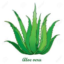 Drawing Of Outline Aloe Vera Royalty Free Cliparts Vectors And Stock Illustration Image 87739133 A new cartoon drawing tutorial is uploaded every week, so stay tooned! drawing of outline aloe vera
