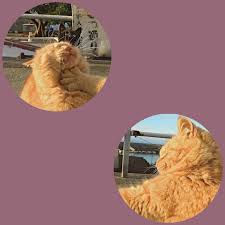 Pin On Match Cartoon profile pics cartoon profile pictures cute anime profile pictures animes wallpapers cute wallpapers pink aesthetic aesthetic anime character aesthetic aesthetic clothes. pin on match