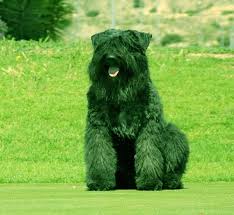 He gives the impression of a tousled, double coat capable of withstanding the hardest work in the most inclement weather. All Dog Breeds That Start With B Everything About All Dog Breeds