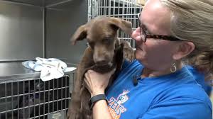 Maybe you would like to learn more about one of these? Tulsa Humane Society Has Team In Houston Helping At Animal Shelters
