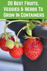 20 Best Fruits Herbs Veggies That Thrive In Containers Container Gardening Vegetables Food Garden Organic Gardening Tips
