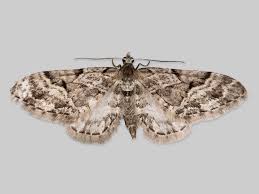 Image result for Eupithecia lanceata