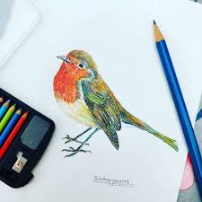 Brush Up Your Art On Instagram How To Draw A Robin It S One Of Cutest Birds Especially When Chris Animal Drawings Realistic Animal Drawings Drawings