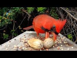 A variety of birds likewise make sure that they come and get a taste of the dry spread of. Mr Cardinal Wants His Peanut Youtube