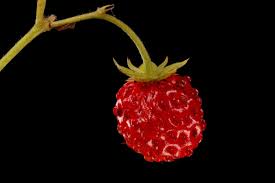 Image result for Rosaceae