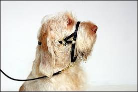 Maybe you would like to learn more about one of these? How Do I Stop My Dog Barking At Other Dogs Your Dog