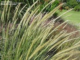 Image result for Cenchrus macrourus