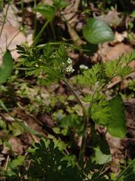 Image result for Physotrichia atropurpurea