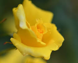 Nikon D500 + Nikon AF-S Micro-Nikkor 60mm F2.8G ED sample photos