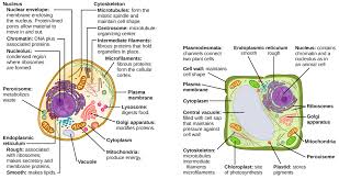 Plant and animal cell organelles. Animal Cells Versus Plant Cells Biology For Non Majors I