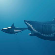 Image result for Shark