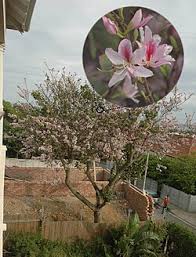 Image result for Bauhinia burrowsii