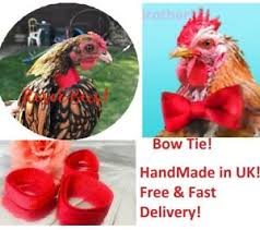 Place the box away from light or sound to enable your roosters to enjoy their sleep across the night. Cockerel Rooster Quiet No Crow Anti Noise Band Collar Poultry Neck Handmade Cock Ebay