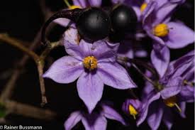 Image result for Solanum terminale