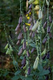 Image result for Crotalaria schliebenii