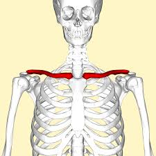 Anatomical right shows superficial muscles. Clavicle Wikipedia