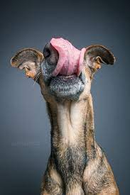 Pin On Photography Inspiration Pets