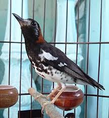 Daftar harga burung decu yang dipaparkan juga semoga dapat menjadi bahan referensi anda sehingga tahu kisaran budget yang perlu dipersiapkan untuk membawanya pulang. Perawatan Burung Anis Kembang Smart Mastering