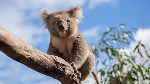 Image result for koala