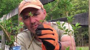 How To Plant Golden Forsythia From Free Root Stock Or Cuttings Youtube