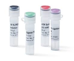 Purified dna ligase is used in gene cloning to join dna molecules together to form recombinant dna. Ligase T4 100 Âµl 1x 500 U Enzymes Dna Rna Isolation Molecular Biology Life Science Carl Roth International