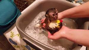 Get A Bath A Baby Monkey Lucy Her First Time Youtube