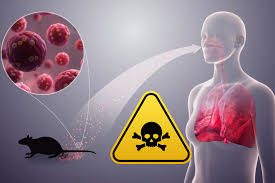 Qué síntomas provoca el hantavirus y por qué puede causar la muerte en  menos de una semana?