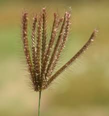 Image result for Chloris roxburghiana