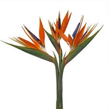 Birds of paradise bouquet at send flowers. Birds Of Paradise Tropical Flower Fiftyflowers Com
