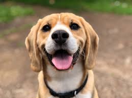 What To Do If Your Dog Gets Stung By A Bee | Small Door Veterinary
