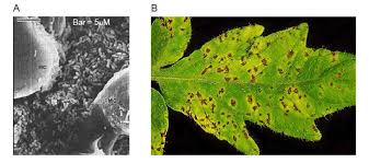 Image result for Pseudomonas syringae