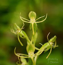 Image result for Habenaria arenaria