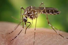 Evidence Of Zika Infection Found In More Than 250 Texas Mothers