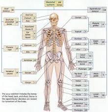 there are 206 bones total in the human body individuals may