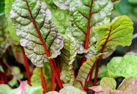 The fairytale garden in north carolina that will simply dazzle you. How To Grow More Vegetables This Season The New York Times