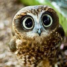 Bird With Big Eyes Name Its Name Shall Be Bugsy Animals Big Eyes Baby Owl Cute Owl Amazing Animal Birds Owls Mit Bildern Susseste Haustiere Tiere Wild Ausgestopftes Tier