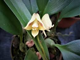 Image result for Polystachya galeata