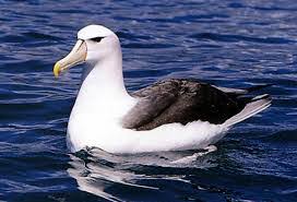 Sowohl möwen als auch albatros sind wichtige vogelarten, die um das meer leben. Albatross Fun Facts For Kids