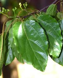 Image result for Hovenia