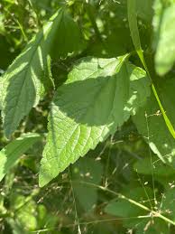 Image result for Priva flabelliformis