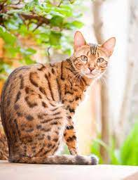 Check spelling or type a new query. Is Neem Oil For Cats Really Effective We Have The Definitive Answer