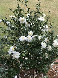 Camellia Sasanqua White Doves Mine No Yuki Snow On The Mountain In 2020 Azaleas Landscaping White Azalea Front Yard Landscaping