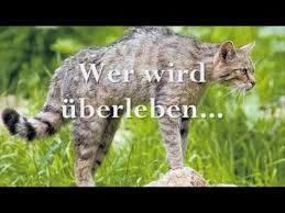 Warrior Cats Mondschein Youtube