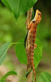 Female Oriental Garden Lizard Calotes Versicolor Lizard Amphibians Reptiles And Amphibians