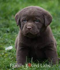 Yellow, white, chocolate, black, akc, english & american, pure breed, labrador retriever breeders, lab breeders, lab puppies for sale, located in labrador retriever puppies for sale 85009 phoenix maricopa county buy akc fully & limited registration registered labrador retriever. Blocky Head Sweet Temperament Family Loved English Labradors Akc Registered Minnesota English Lab P English Lab Puppies Lab Puppies Chocolate Lab Puppies