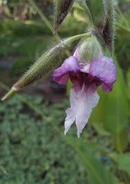 Image result for Thalia geniculata