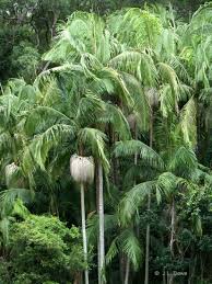 Image result for Archontophoenix cunninghamiana