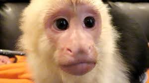 Register a new.com for just. White Face Capuchin Monkey Up Close Super Cute Youtube